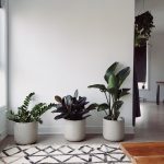 Jakie rośliny pokojowe wybrać do swojego domu?